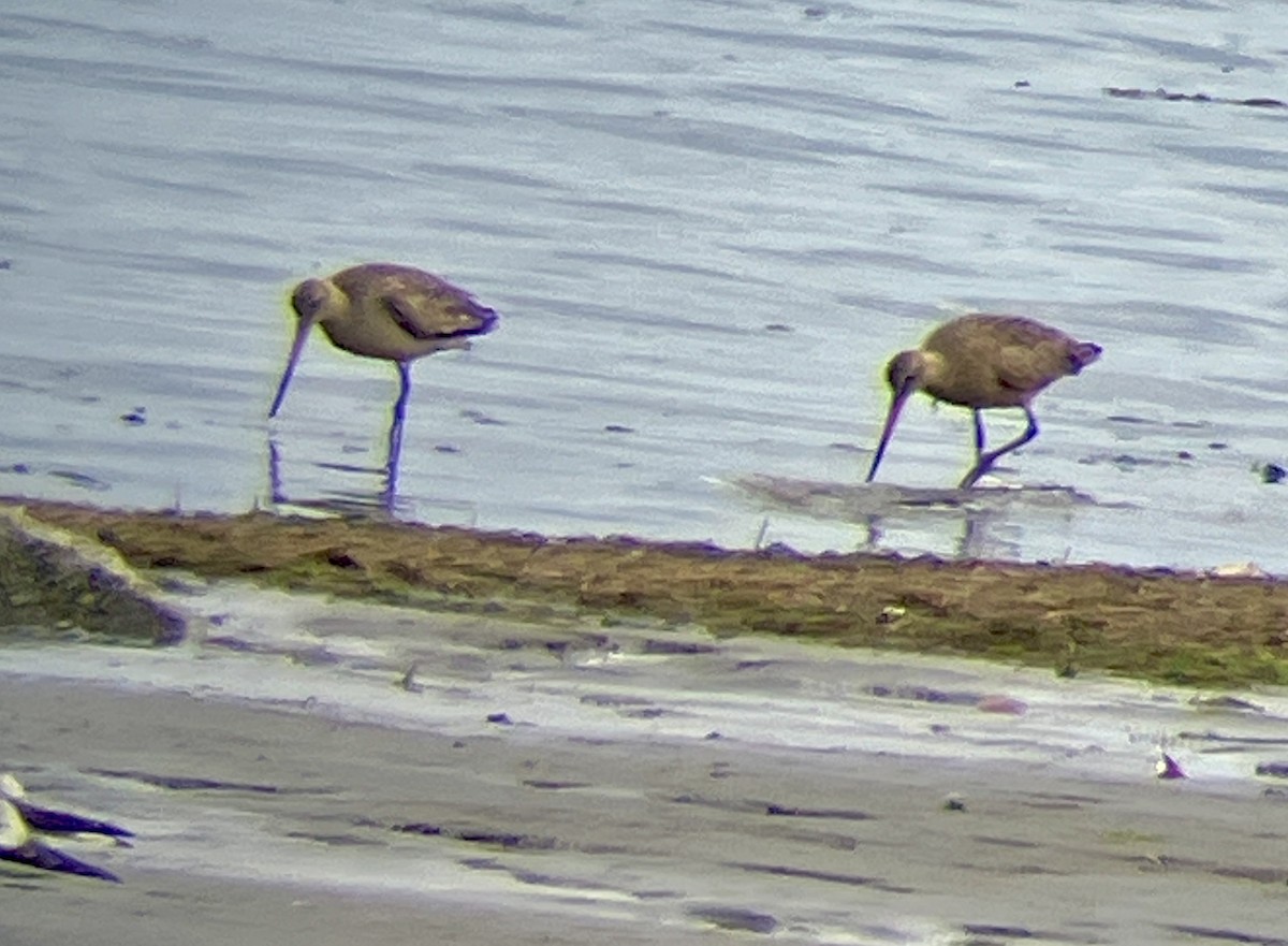 Marbled Godwit - ML634194982