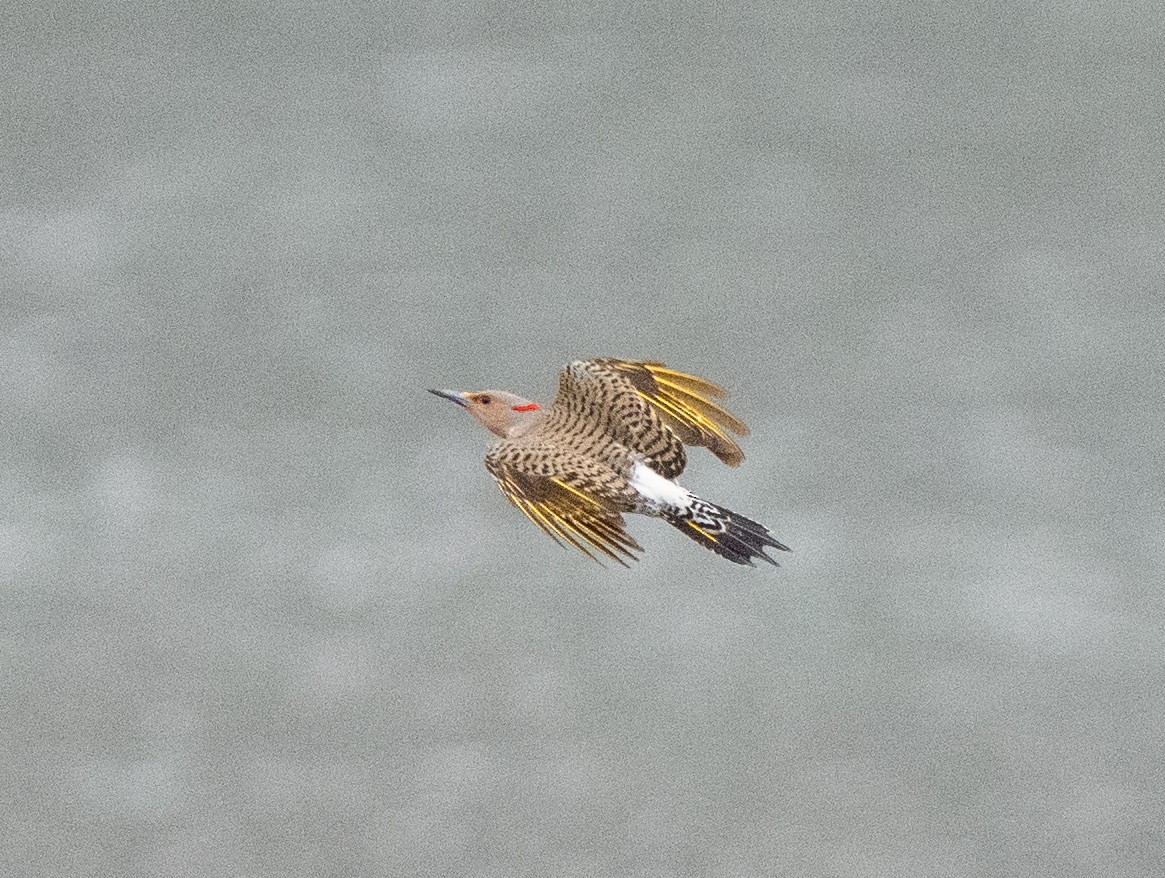 Northern Flicker - ML634194989