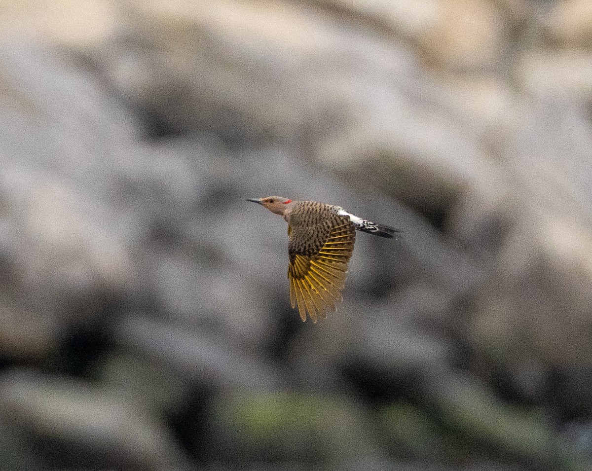 Northern Flicker - ML634194991