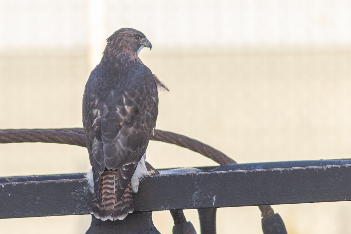 Rufous-tailed Hawk - ML634195043
