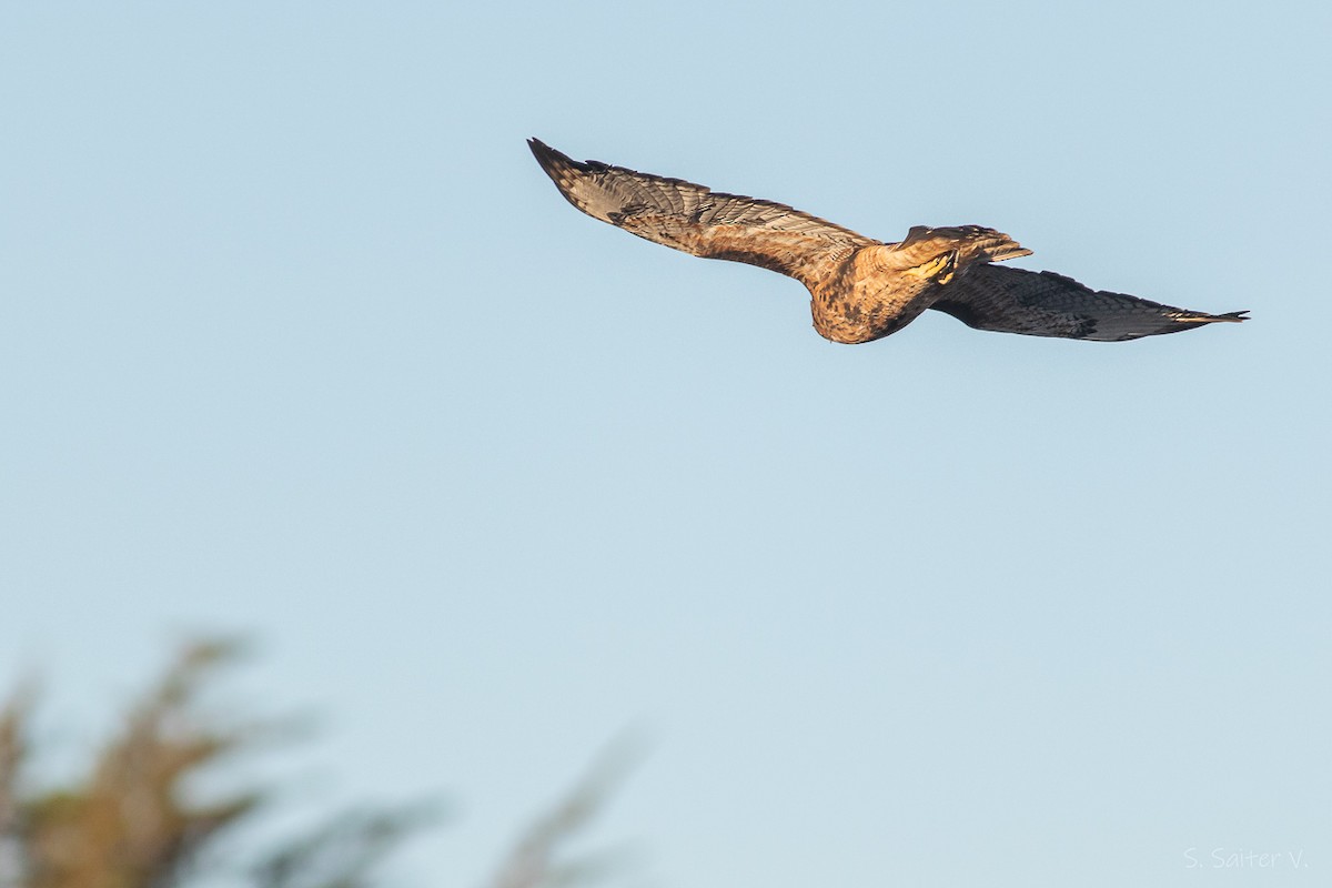 Rufous-tailed Hawk - ML634195044