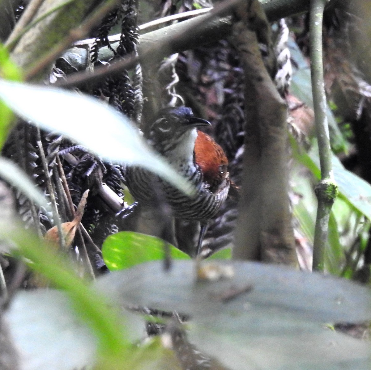 Bay Wren - ML634195106