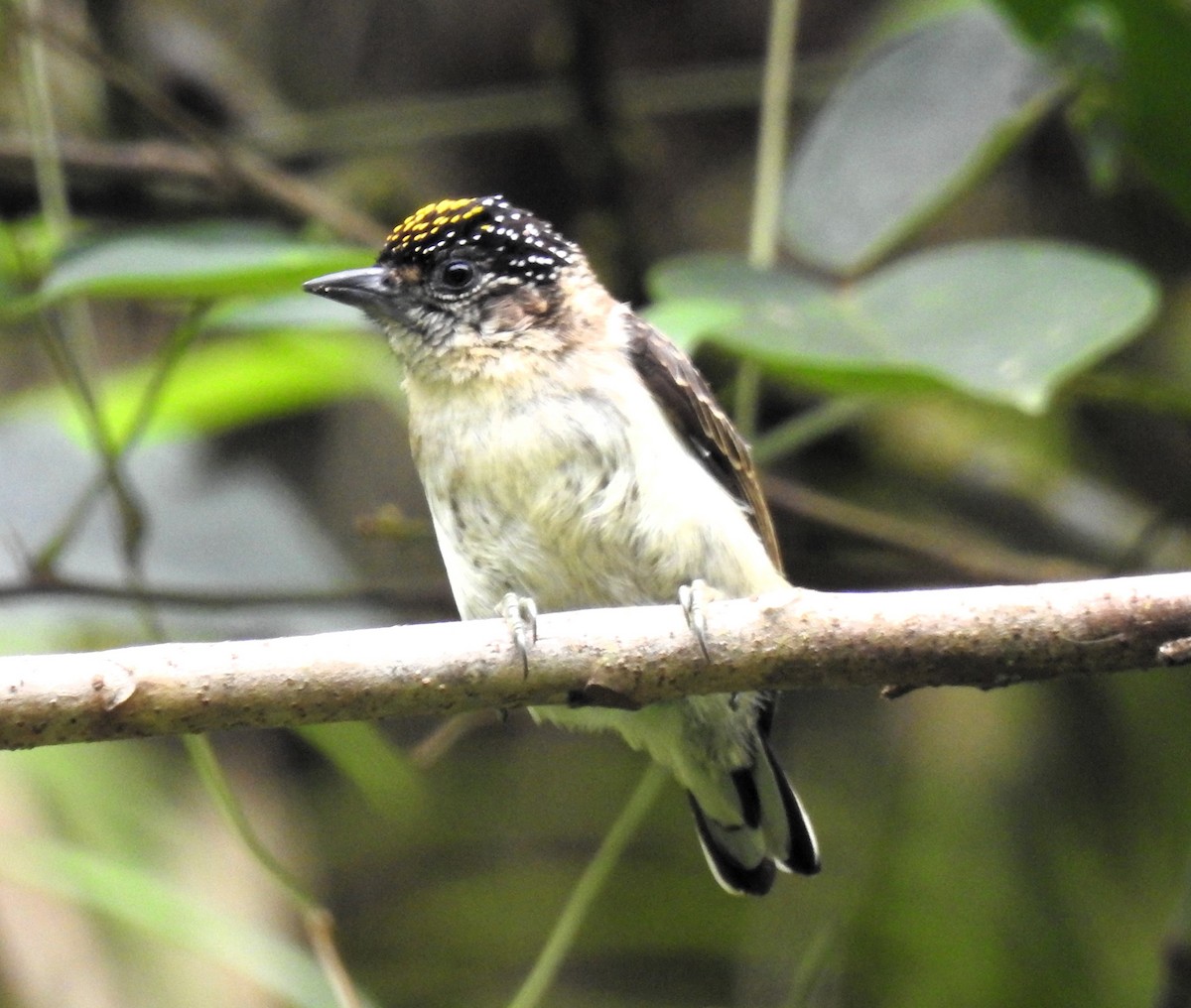 Grayish Piculet - ML634195210