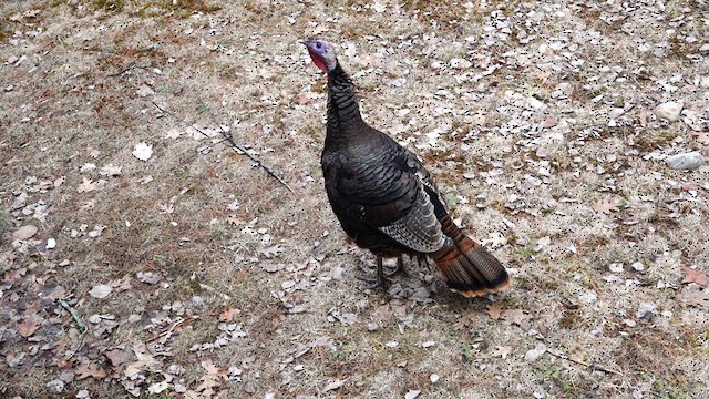 Wild Turkey - ML634195222