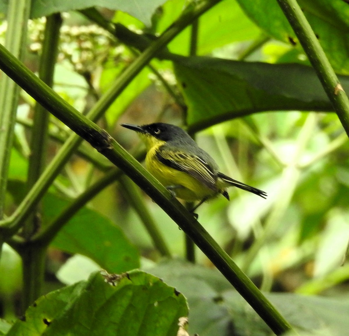 Common Tody-Flycatcher - ML634195263