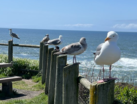 Western Gull - ML634195328