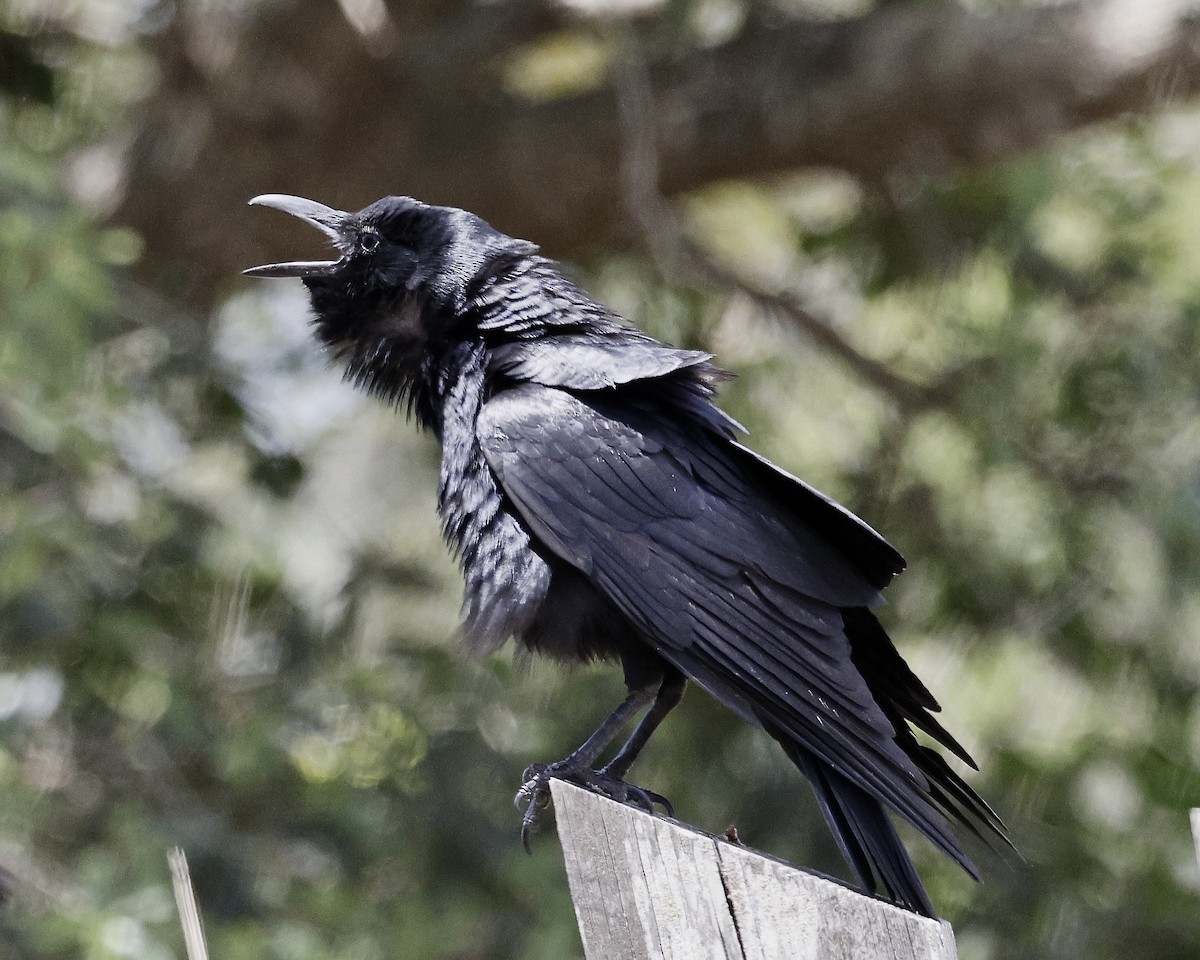 Fish Crow - ML634195385