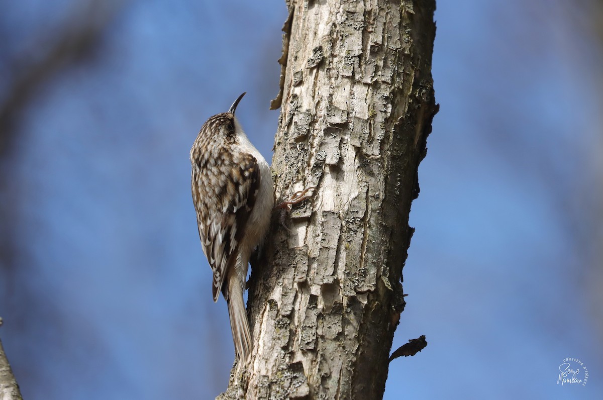 Brown Creeper - ML634195394