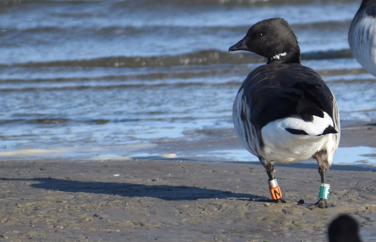 Brant (Atlantic) - ML634195395