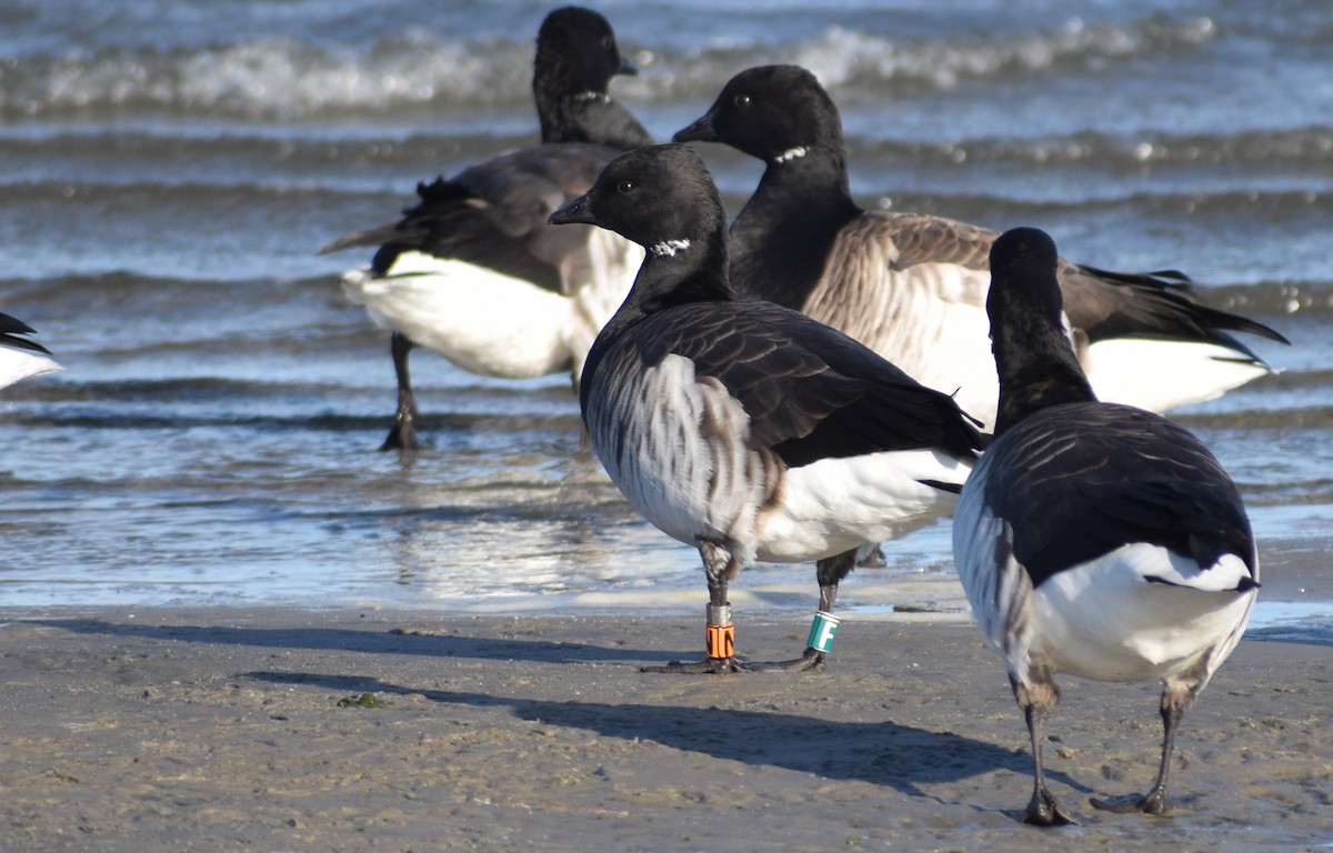 Brant (Atlantic) - ML634195409