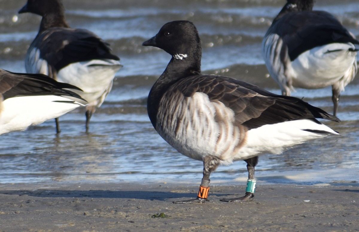 Brant (Atlantic) - ML634195417