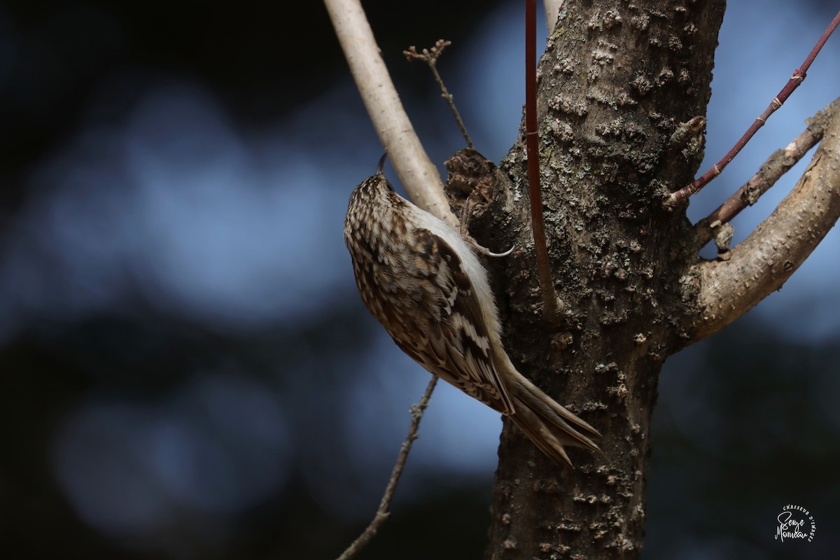 Brown Creeper - ML634195422