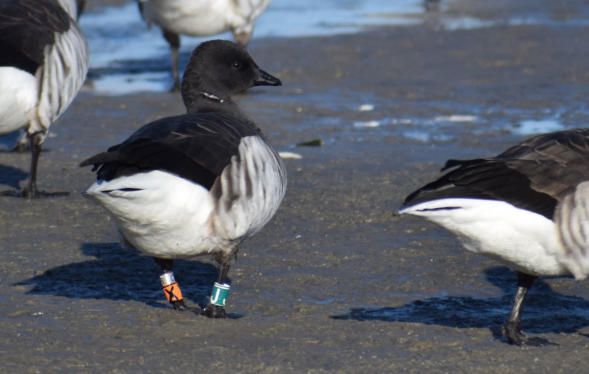 Brant (Atlantic) - ML634195437