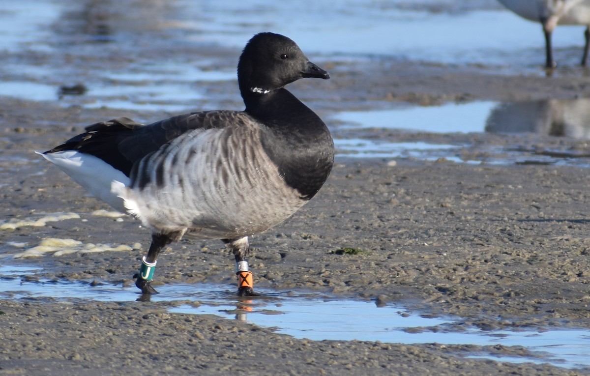 Brant (Atlantic) - ML634195451