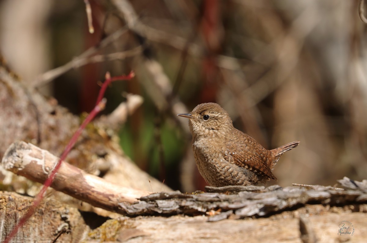 Winter Wren - ML634195452