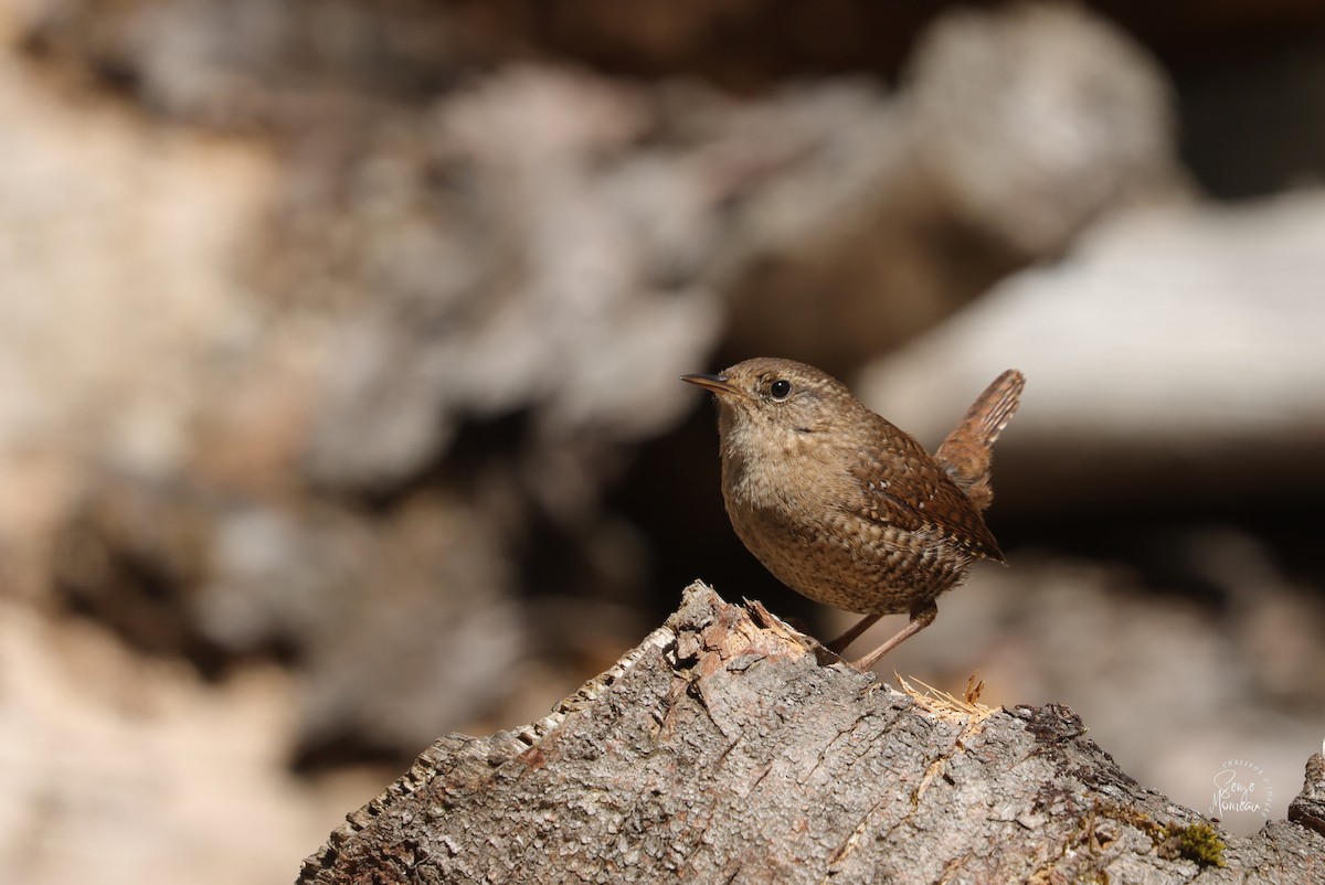 Winter Wren - ML634195483