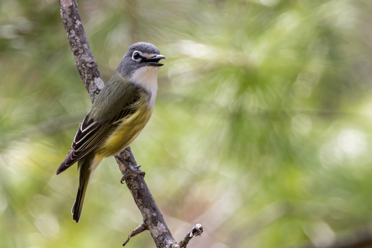 Blue-headed Vireo - ML634195495