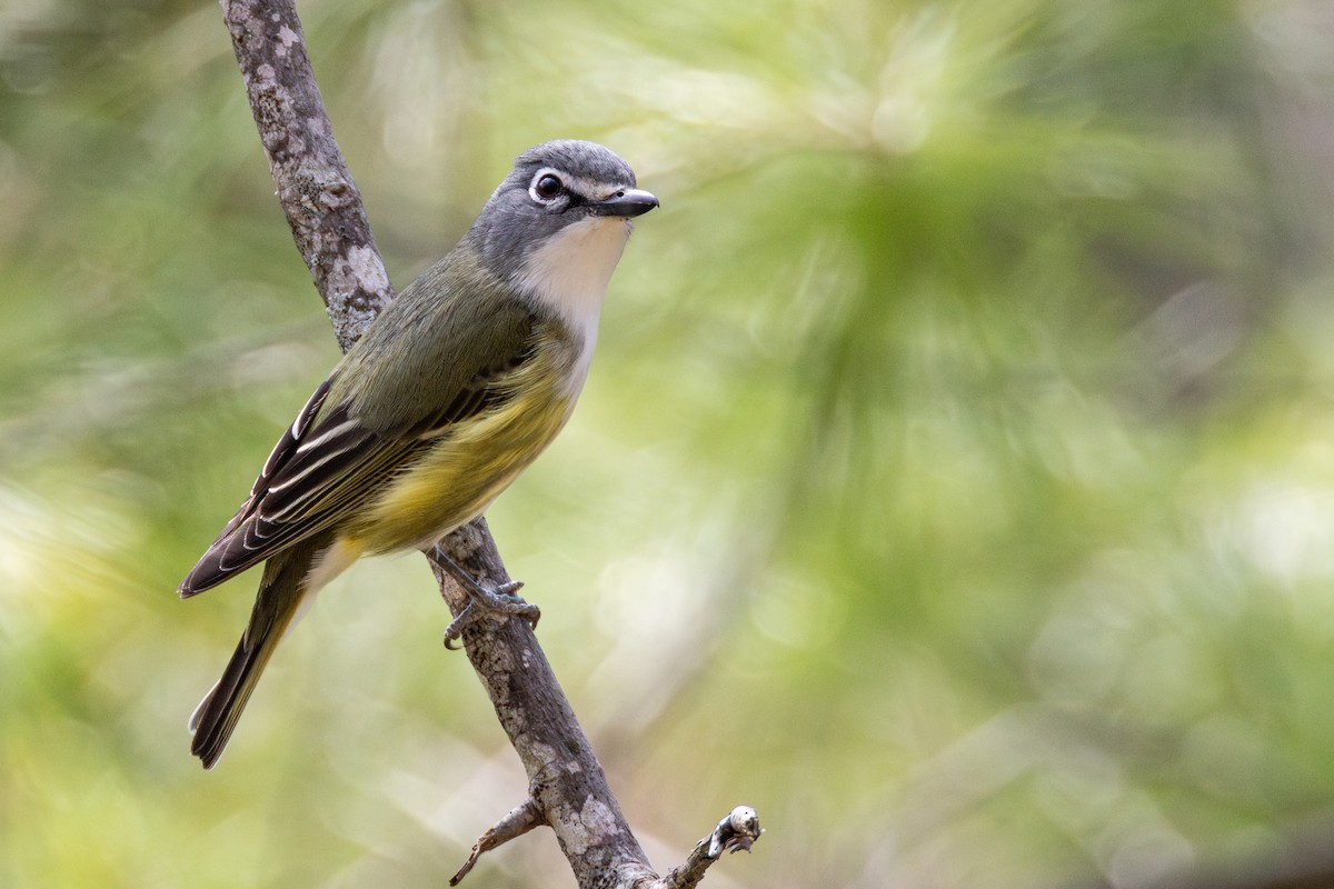 Blue-headed Vireo - ML634195496