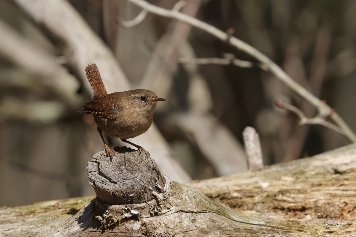 Winter Wren - ML634195502