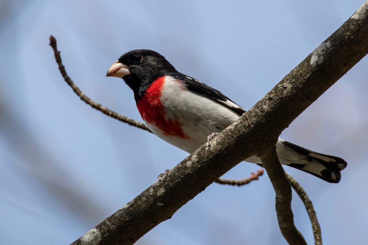 Rose-breasted Grosbeak - ML634195515