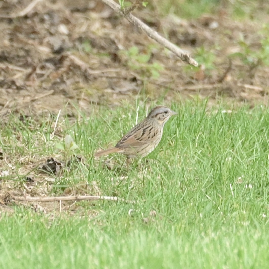 Lincoln's Sparrow - ML634195537