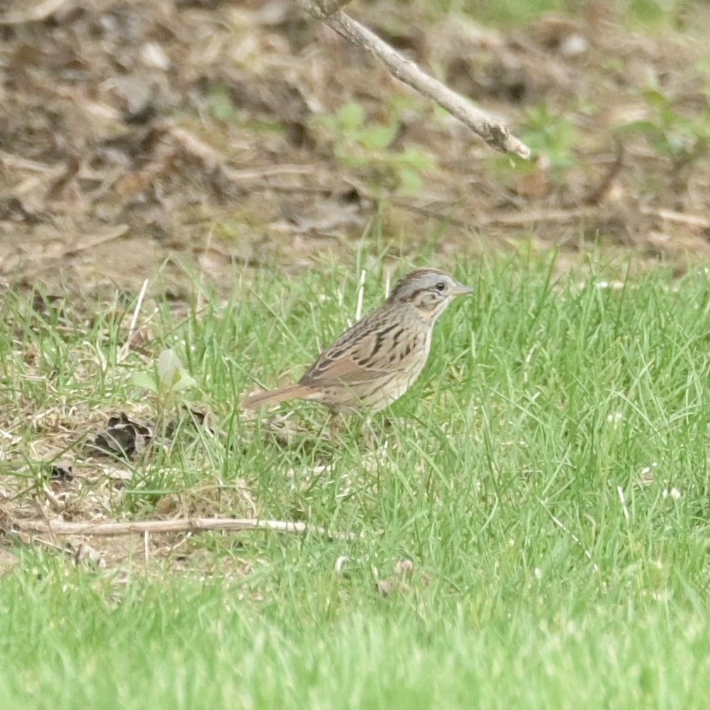 Lincoln's Sparrow - ML634195538