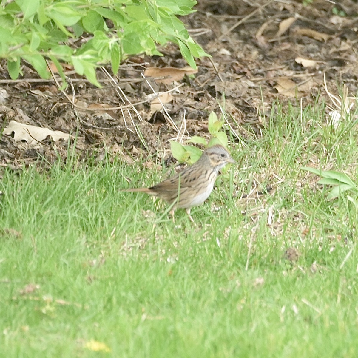 Lincoln's Sparrow - ML634195539