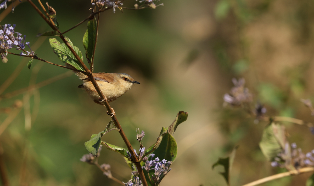 Gray-crowned Prinia - ML634195586