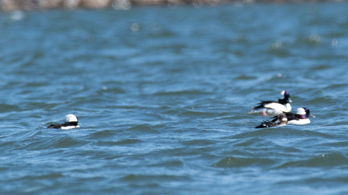 Bufflehead - ML634195775