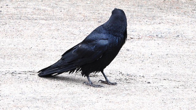 Common Raven - ML634195795