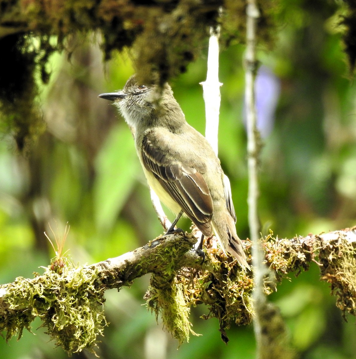 Dusky-capped Flycatcher - ML634195805
