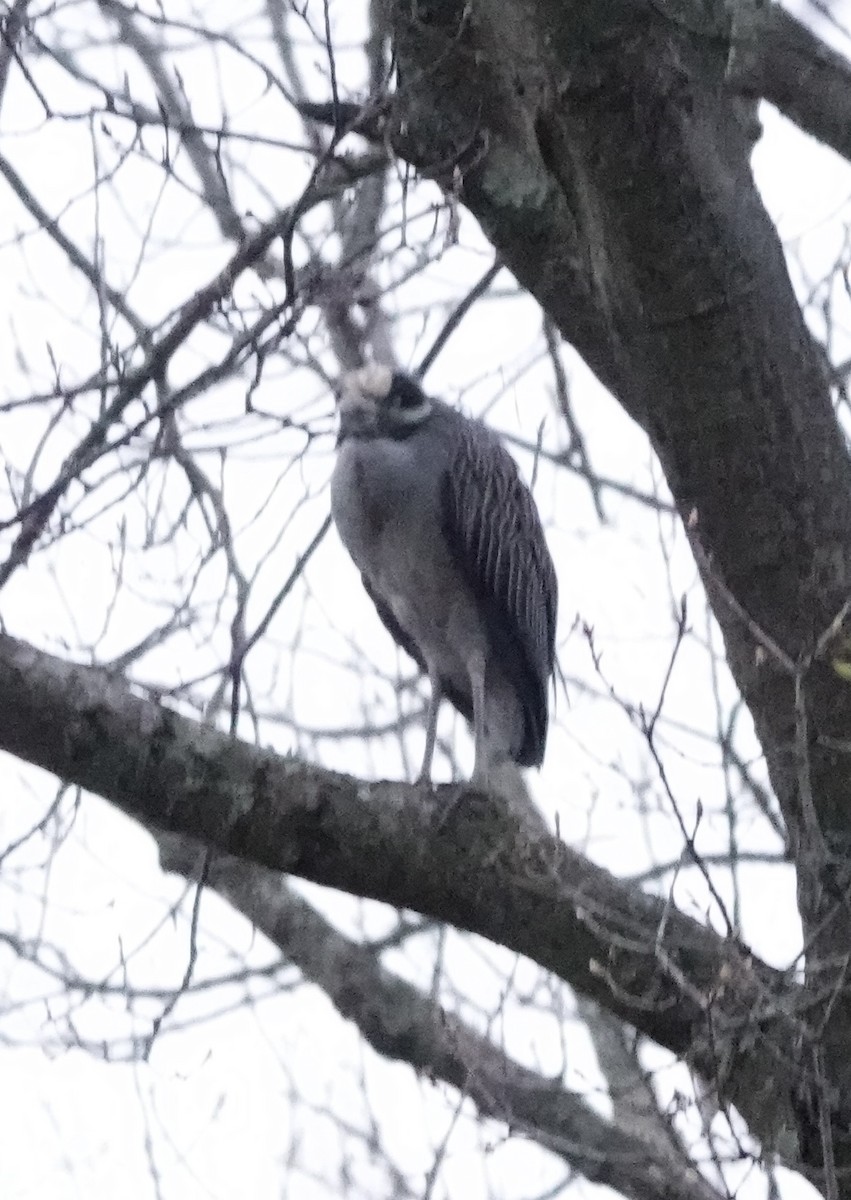 Yellow-crowned Night Heron - ML634195808