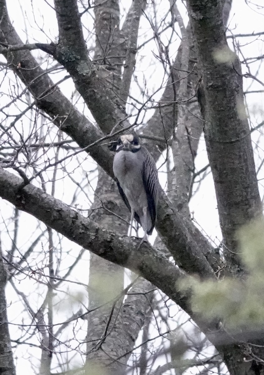 Yellow-crowned Night Heron - ML634195809