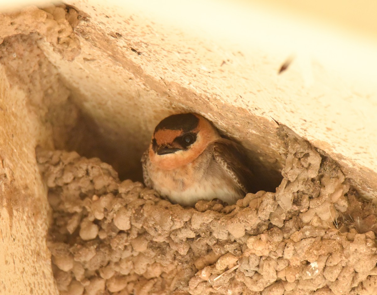 Cave Swallow - ML634195876