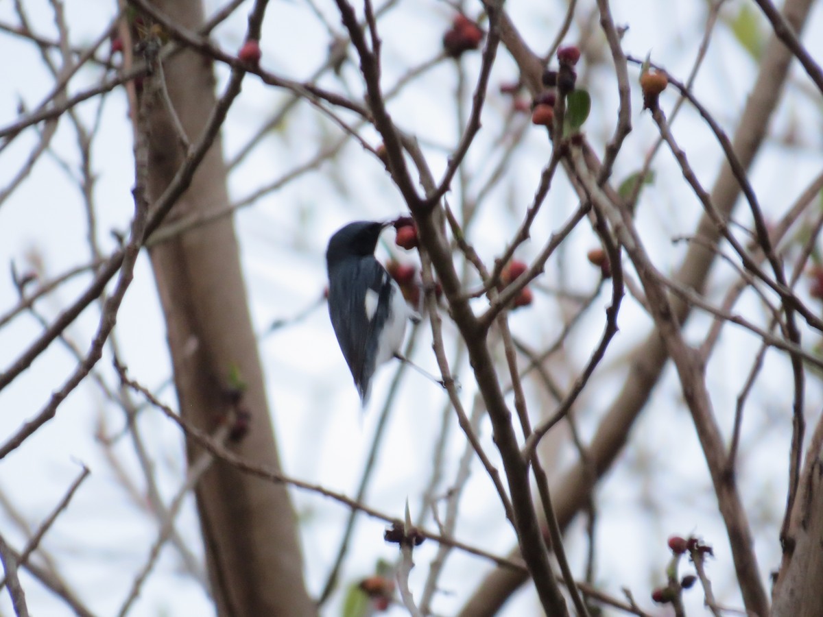 Black-throated Blue Warbler - ML634196050