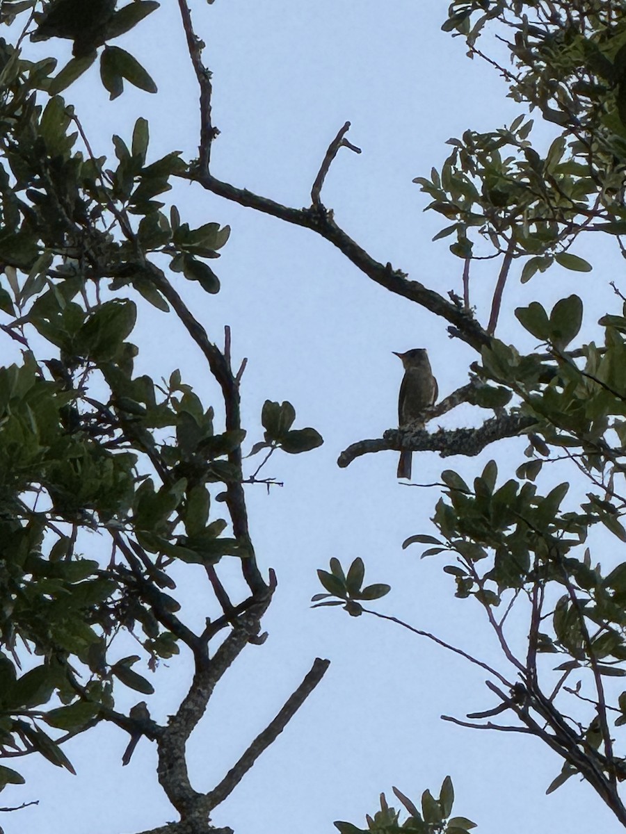 Greater Pewee - ML634196217