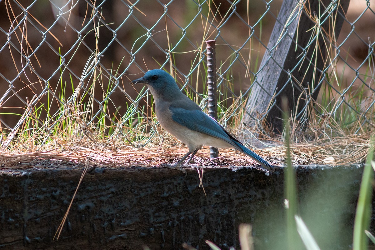 Mexican Jay - ML634196229
