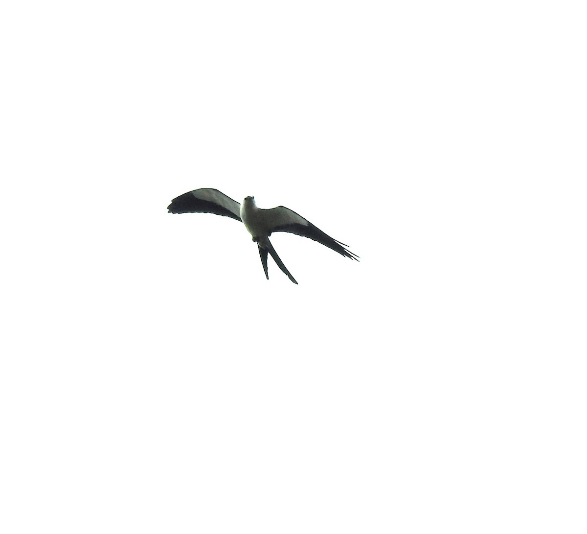 Swallow-tailed Kite - ML634196251