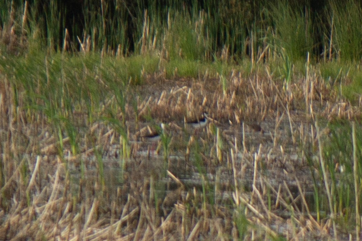 Black-necked Stilt - ML634196309