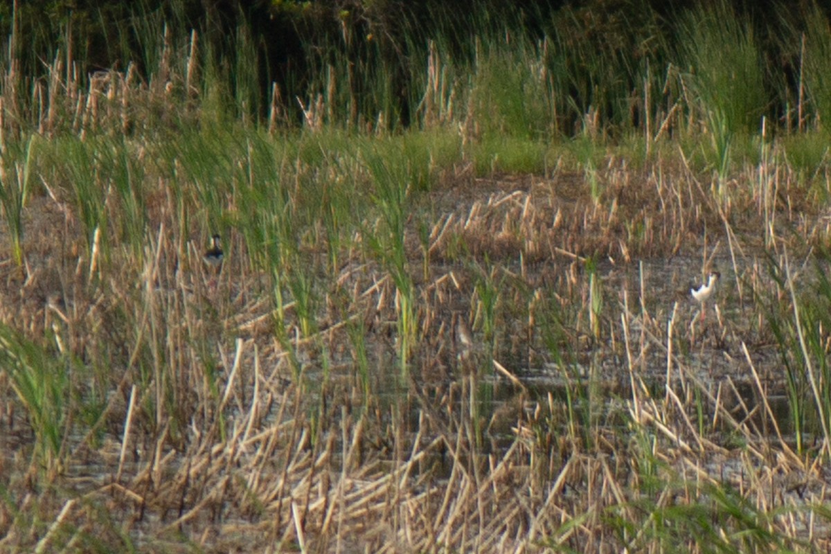 Black-necked Stilt - ML634196310