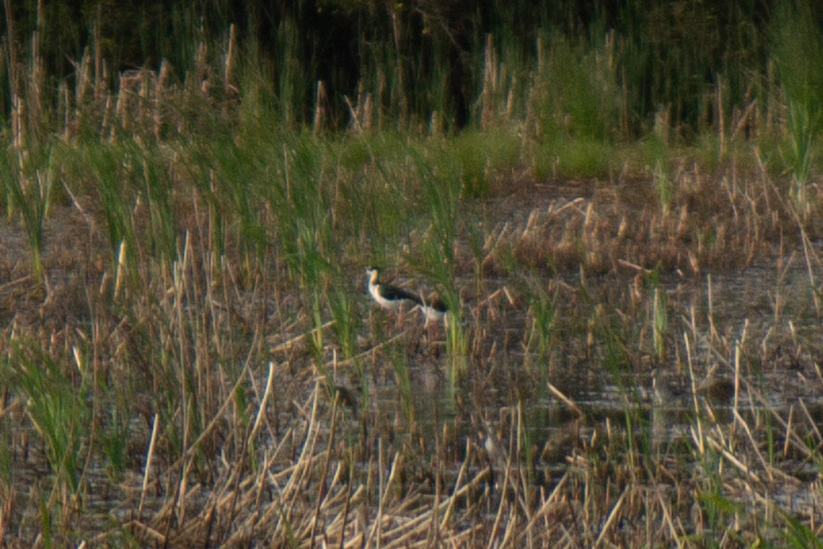 Black-necked Stilt - ML634196311