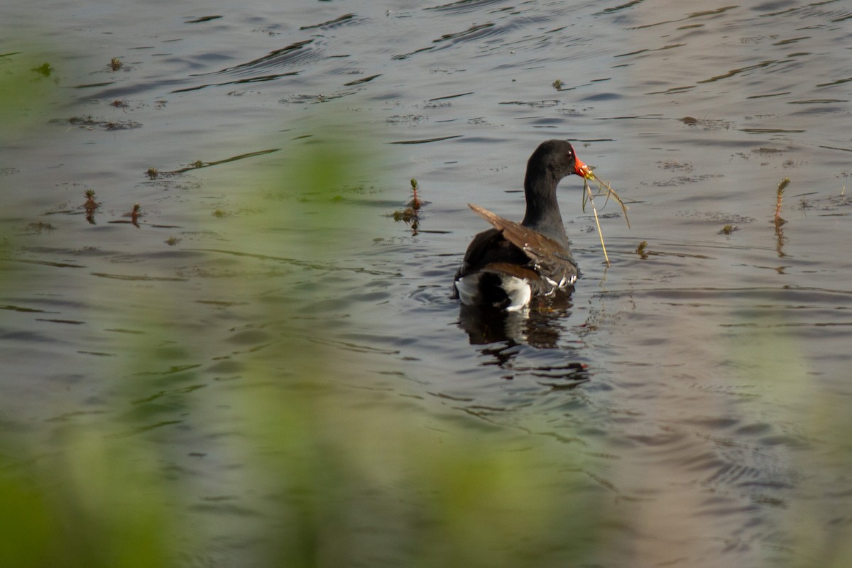 Common Gallinule - ML634196326
