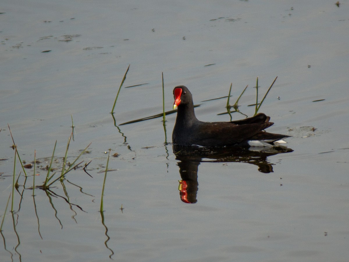 Common Gallinule - ML634196327