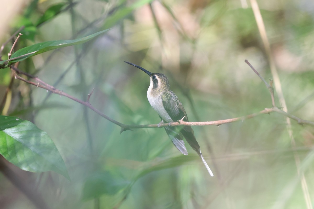 Pale-bellied Hermit - ML634196378
