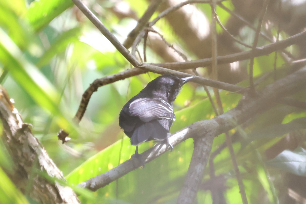 Jet Antbird - ML634196405