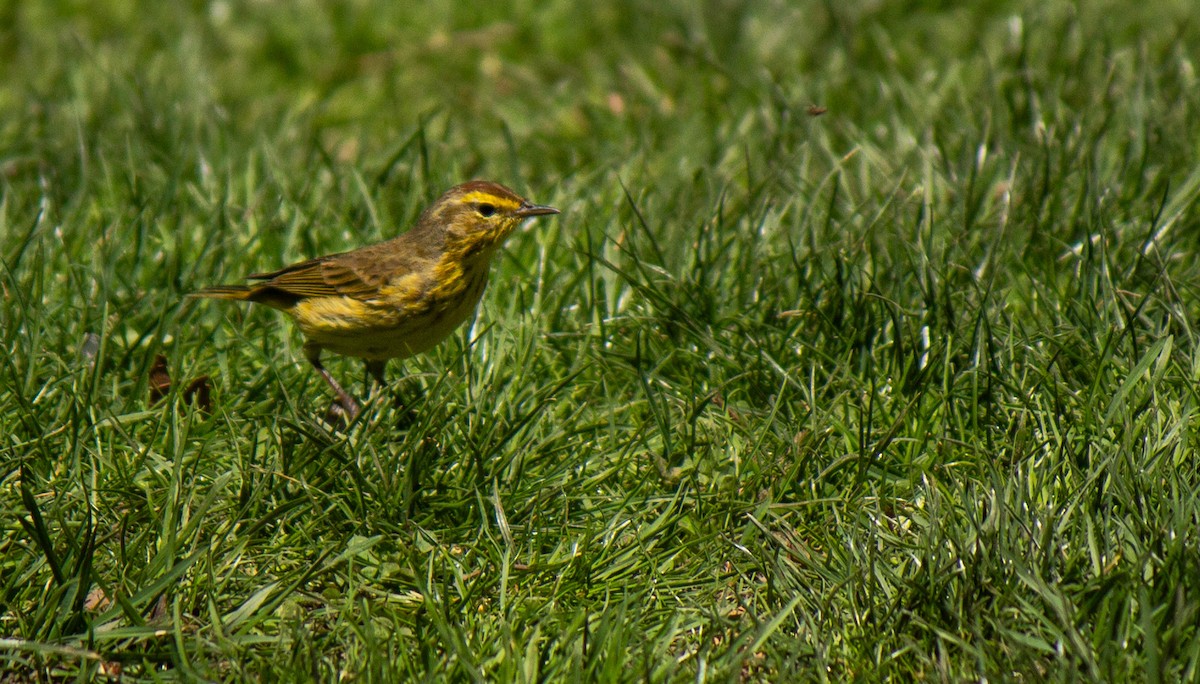 Palm Warbler (Yellow) - ML634196436