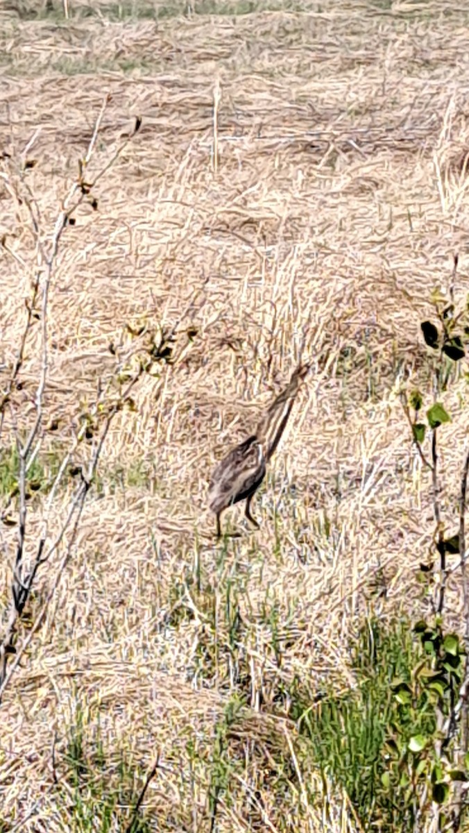 Schwarzbart-Rohrdommel - ML634196477