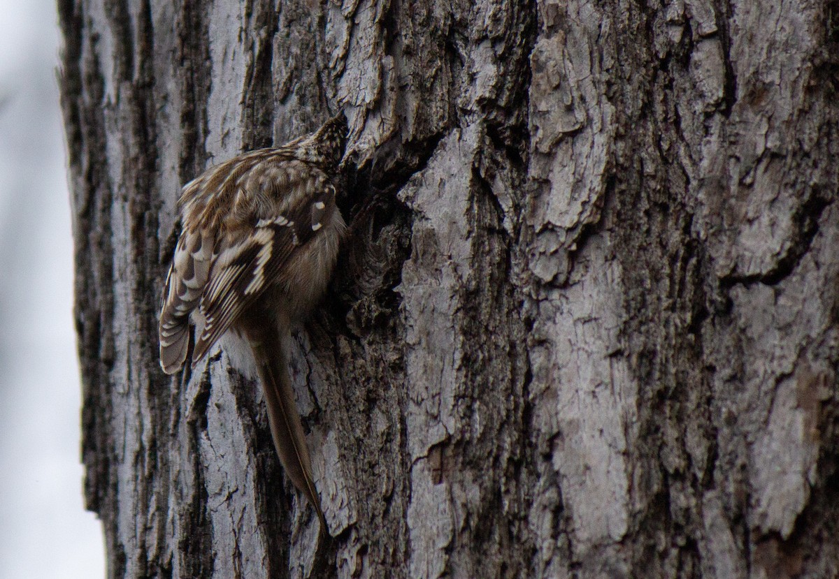 Brown Creeper - ML634196514