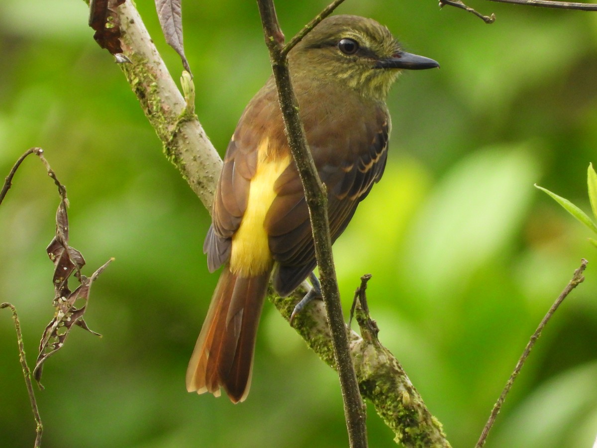 Bright-rumped Attila - ML634196709