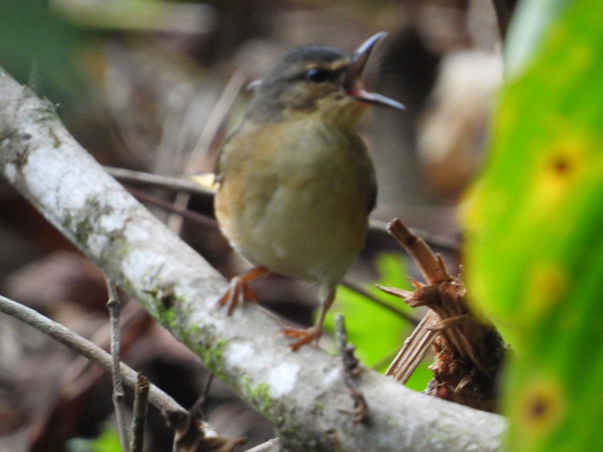 Buff-rumped Warbler - ML634196724